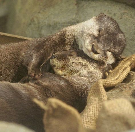 Otter Aesthetics, Otters Hugging, Otters Cute, Otter Love, River Otter, Aquatic Animals, Sea Otter, Monday Morning, Koala Bear