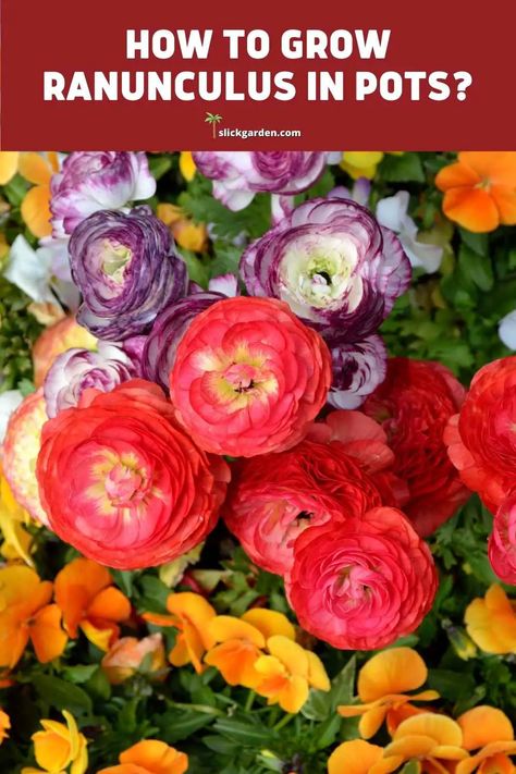 How To Grow Ranunculus In Pots? – Slick Garden Grow Ranunculus In Pots, Ranunculus Garden Pots, When To Plant Ranunculus Bulbs, Ranunculus In Garden, Ranaculus Flowers Garden, Growing Ranunculus In Pots, How To Grow Ranunculus In Pots, How To Plant Ranunculus Bulbs, Ranunculus Garden Bed