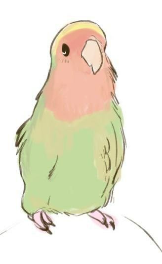 Cute Parrot Art, Parrot Drawing, Parrots Art, Bird Sketch, Funny Birds, Wow Art, Animal Sketches, Dessin Adorable, All Birds