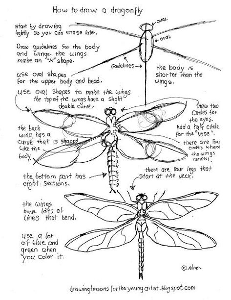 This free printable how to draw worksheet will help give the young artist confidence in drawing a dragonfly.  It can be used in classroom as a lesson or given out as an extra activity. FIRST, A WORD O Dragonfly Different Angles, Dragonfly Line Drawing, Dragonfly Worksheet, How To Draw Butterflies, Marine Life Drawing, Draw A Dragonfly, Draw A Bird, Dragonfly Artwork, Dragonfly Drawing