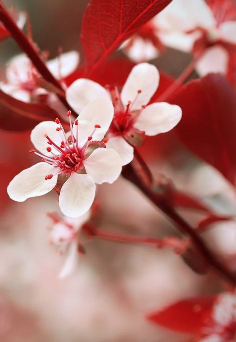 Charles Baudelaire, Spring Red, Red Cottage, Spring Blossoms, Pretty Backgrounds, Back To Nature, Red Aesthetic, White And Red, Cherry Blossoms