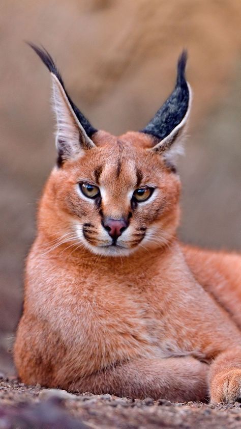 1080x1920 Wallpaper caracal, big cat, lay Caracal Cat, Exotic Cats, Söt Katt, Cheetahs, Animal Faces, On The Ground, Lynx, Animal Photo, Exotic Pets