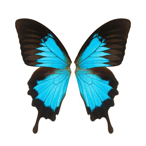 Patterns To Paint, Butterfly Wings Pattern, Butterfly On Flower, Wings Png, Butterfly Cake Topper, Butterfly Images, Butterfly House, Butterfly Tattoo Designs, Butterfly Crafts