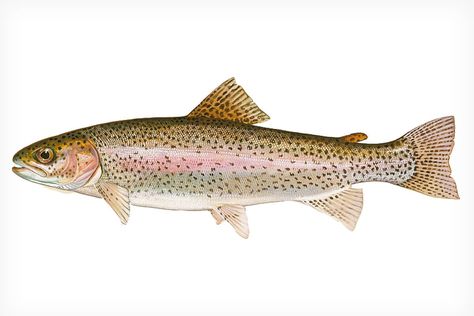 All About Rainbow Trout - Fly Fisherman Nita Engle, Fishing Artwork, Cutthroat Trout, Painting Fish, Trout Fishing Tips, Trout Fish, Brook Trout, Baby Fish, Fishing Ideas