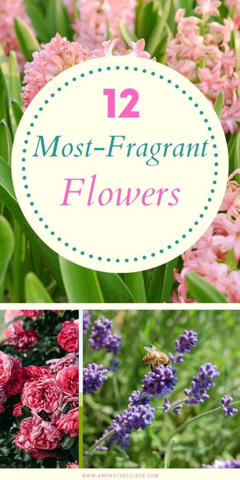 Strong Scented Flowers, Flowers That Smell Amazing, Fragrant Flowers Perennials, Fragrant Garden Plants, Scented Garden Ideas, Flowers That Smell Good, Most Fragrant Flowers, Fragrant Plants Outdoors, Good Smelling Plants