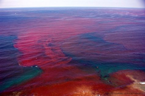 Crimson tide or red tide, caused by plankton. Algae Bloom, Segi Lima, Climate Activism, Red Tide, Sacred Earth, End Of Times, Earth Goddess, Gulf Coast Florida, Climate Crisis