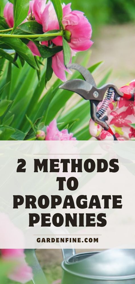 Peonies are one of the most beautiful flowers you can plant in your garden. Propagating them can be tricky, but this article will teach you 2 methods of propagating these lovely flowers. #Peony #peonyflower #propagatingpeony #peonies #flowergarden #gardening #planting101 How To Propagate Peonies, Propagating Peonies, Pruning Peonies, Peony Farming, Propagate Peonies, Peony Fertilizer, Peony Care Tips, Propagation Ideas, Path Landscaping