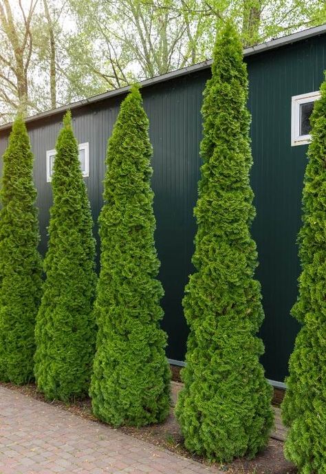 American Arborvitae, Growing Cucumbers From Seed, Front Garden Designs, Evergreen Trees For Privacy, Shrubs For Landscaping, Tall Shrubs, Fast Growing Evergreens, Arborvitae Tree, Narrow Garden