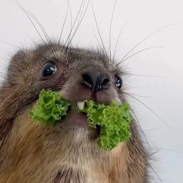 San Antonio Zoo on Instagram: "Rizzo loves to munch! 😋 . . . #animals #wildlife #rockhyrax #cuteanimals #cute" Hyrax Pfp, Chunky Animals, Hyrax Animals, Rock Hyrax, Opossum Meme Funny, Random Animals, San Antonio Zoo, Ugly Animals, Scrub Corpo