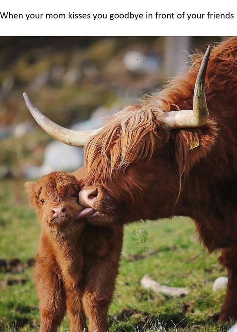 Wholesome Animal Memes To Start The Week Off Right Long Horns, Wild Animals Photos, Phone Layouts, Fluffy Cows, Cow Pictures, Fun Pictures, Highland Cows, Highland Cattle