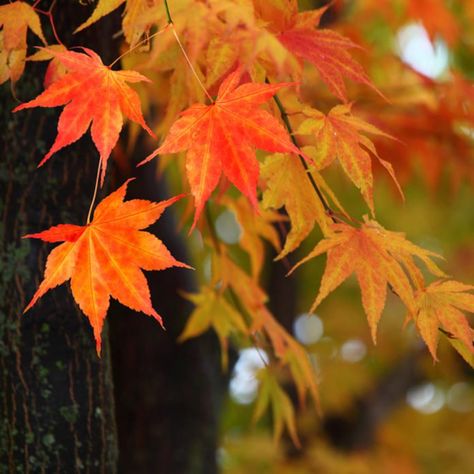 Japanese Maple Tree Fall Foliage Trees For Front Yard, Bald Cypress, Japanese Maple Tree, Arbour Day, Japanese Maple, Autumn Scenery, Easy Plants, Maple Tree, Yellow Leaves