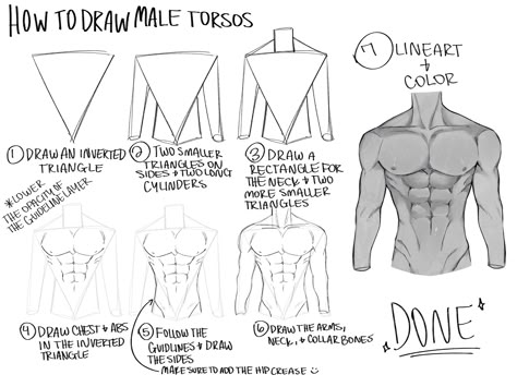 Anatomy Male Tutorial, Body Tutorial Drawing Anatomy Male, Anatomy Drawing Reference Male, Body Anatomy Shapes, Male Anatomy Step By Step, How To Draw Male Body Types, Male Back Drawing Tutorial, How To Anatomy Drawing, Male Body Tutorial Drawing Step By Step