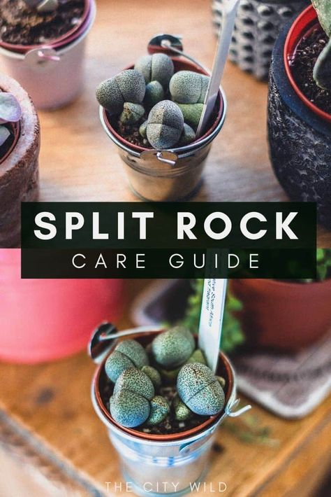 Split Rock Succulent Care, Split Rock Succulent, Rock Succulents, Succulents Care, Lithops Succulents, Coral Cactus, Living Stones, Rock Plants, Plant Friends