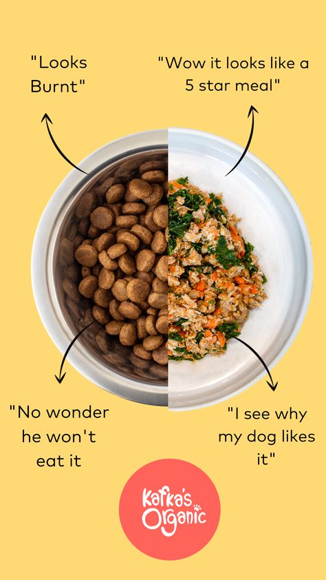 Fresh Pet Food, Dog Fresh Food, Pet Food Ideas, Pet Advertising, Food Ideas Healthy, Pet Care Business, Food For Cats, Pet Branding, Natural Pet Food