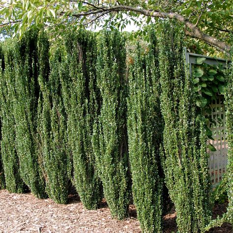 Add elegance and height to your garden with the stunning Sky Pencil Holly! 🌳 This Japanese Holly is an upright columnar evergreen shrub, boasting dark green foliage that stays vibrant year-round ✨ Perfect for decks, patios, or entryways, its tall, narrow form makes a bold, formal statement. Sky Pencil Holly is fast-growing, low-maintenance, and free from prickly leaves, making it a favorite for any landscape 🏡 Reaching up to 10 feet tall and staying a slim 2-3 feet wide, it only requires lig... Pencil Holly, Narrow Trees, Evergreen Trees For Privacy, Sky Pencil Holly, Japanese Holly, Ilex Crenata, Holly Shrub, Landscaping Along Fence, Shrubs For Privacy