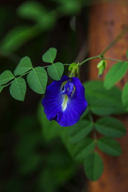 Aparajita Flower Painting, Fast Growing Flowers, Flor Tattoo, Butterfly Pea, Beautiful Flowers Photography, Flowers Photography Wallpaper, Pea Flower, Wonderful Flowers, Unusual Flowers