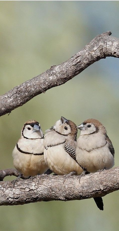 Pet Finch, Finch Bird, Birds Sitting, Finches Bird, Kinds Of Birds, Finches, Bird Watcher, Australian Birds, Nature Birds