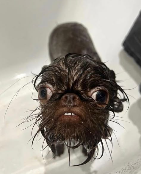 Wet Animals, Memes Feelings, Mini Chihuahua, Memes Pictures Mood, Funny Pictures Of Dogs, Small Cute Puppies, Wet Dogs, Funny Looking Animals, Tiny Baby Animals