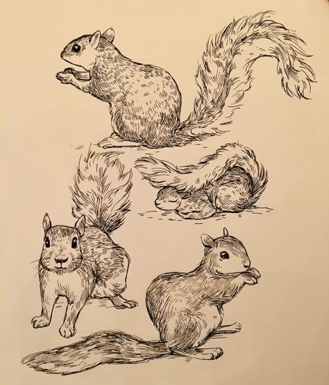 Inktober 2018 on Behance Bev Johnson, Squirrel Tattoo, Squirrel Illustration, Squirrel Art, Animal Drawings Sketches, Drawing Sketchbook, Animal Sketches, Illustration Character, Illustration Character Design