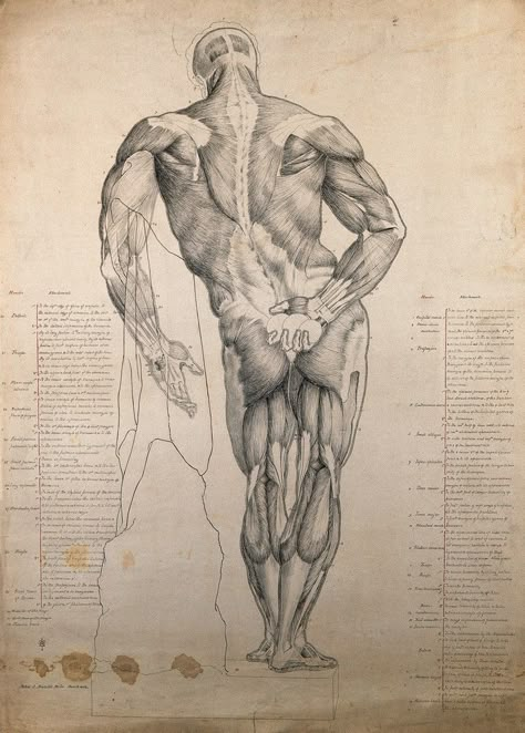 The Farnese Hercules: rear view of muscles. Pen and ink drawing, by H.J. Arundel Miles, 1862. | Wellcome Collection Hercules Vs Achelous Tattoo, Hercules Muses Art, Hercules Drawing Realistic, Melpomene Muse Hercules, Farnese Hercules, Human Anatomy Reference, Gross Anatomy, Wellcome Collection, Muscle Anatomy