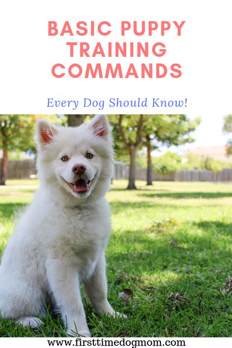 Find out the 7 basic puppy training commands that every dog should know. You can easily teach these basic commands to your puppy. Some of these commands could potentially save your dog's life! Puppy Training Commands, Dog Training Commands, Dog Training Ideas, Dog Commands, Dog Minding, Training Ideas, Basic Dog Training, Pack Leader, Dog Training Techniques