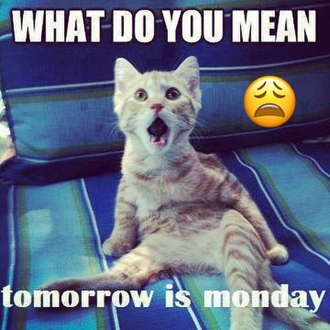 No it's not Monday tomorrow ...😩 | Tomorrow is monday, Good morning quotes, Good morning Funny Monday Pictures, Good Day Meme, Monday Good Morning Quotes, Monday Good Morning, Funny Good Night Quotes, Happy Valentine Day Quotes, Tomorrow Is Monday, Sunday Blessings, Quotes Good Morning