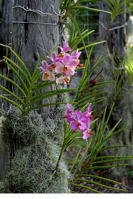 flourishing beside a creek line on old bridge timbers taken from trees on the property over 100 years ago. Orchid Roots, Vanda Orchids, Growing Orchids, Flowers Growing, Orchids Garden, Image Nature, Wild Orchid, Old Bridge, Orchid Care