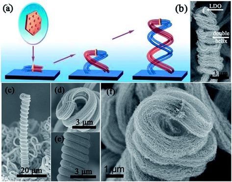 Dna Under Microscope, Bone Microscope, Algae Microscope, Algae Under Microscope, Electron Microscope Images, Electron Microscope, Double Helix, Bmw Logo, Open Source