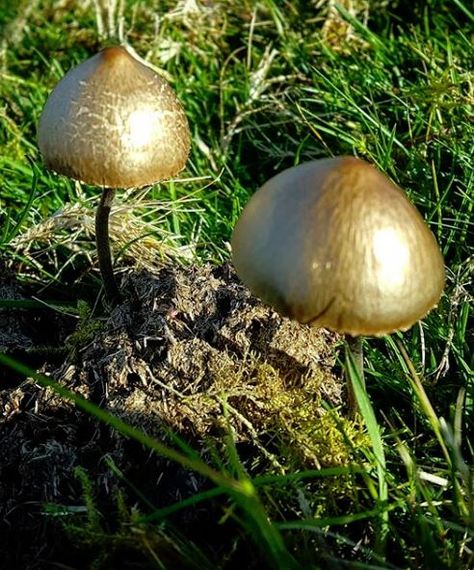 Golden Mushroom, Magical Gift, Wild Mushrooms, 2024 Vision Board, 2024 Vision, The Wild, Stuffed Mushrooms, Vision Board, Portfolio