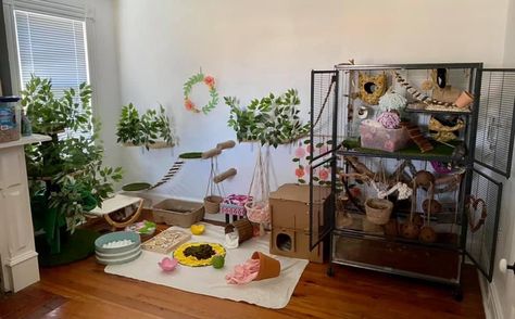 Bioactive Rat Cage, Rat Room Ideas, Rat Cage Aesthetic, Rat Cage Set Up, Rat Cage Ideas Aesthetic, Rat Free Roam Area, Rat Free Roam, Homemade Rat Cage Ideas, Rat Setup