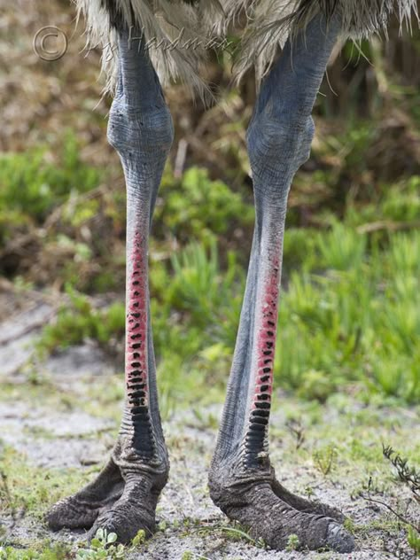 Bird Anatomy, Leg Anatomy, Feathered Dinosaurs, Creature Reference, Animal Candles, Nature Of Things, Creature Inspiration, Ostrich Legs, Flightless Bird