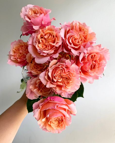 These garden roses show peach, orange, light pink, and raspberry in their many folding petals. Spring Flower Arrangements, Rose Varieties, Nothing But Flowers, Cut Flower Garden, Rose Orange, Flower Therapy, Japanese Flowers, Orange Roses, Wholesale Flowers