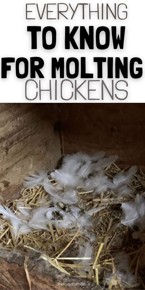 Text "Everything to Know for Molting Chickens" above an image of a chicken coop with scattered white feathers on straw bedding, conveying a rustic and informative tone. Chicken Molting, Molting Chickens, Egg Production, Barnyard Animals, Nutritious Snacks, Backyard Chickens, How To Survive, Natural Phenomena, Chickens Backyard