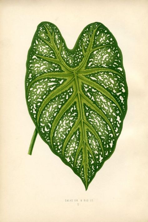 Living Kunst - Remodelaholic | 50 Free Vintage Leaf Images to Print Free Posters, The Graphics Fairy, Simple Wall Art, Leaf Illustration, Leaf Images, Graphics Fairy, Tropical Leaf Print, Miniature Plants, Botanical Illustrations