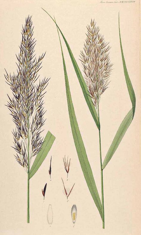 Common Reed - (Phragmites australis (Cav.) Trin. ex Steudel Phragmites Australis, Wildflower Mural, Wildflower Tattoo, Bullet Journal Art, Bullet Journal Lettering Ideas, Flower Doodles, Botanical Drawings, Plant Illustration, Sumi E