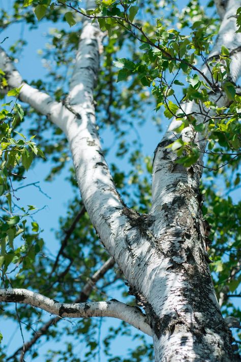 green tree during daytime photo – Free Image on Unsplash Birch Trees Landscaping, Evergreen Landscape, River Birch, Gray Tree, Bare Tree, Tree Images, Watercolour Inspiration, Close Up Photography, Celtic Tree