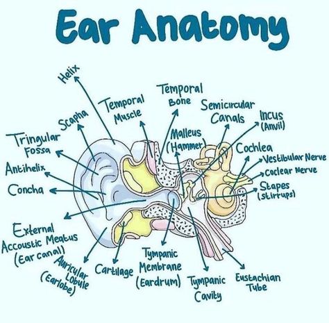 MEDizzy - Anatomy of the ear Outer Ear Anatomy, Ear Structure Anatomy, Ear Diagram Anatomy, Ear Biology, Anatomy Of Ear, Ear Anatomy Drawing, The Ear Anatomy, Middle Ear Anatomy, Ear Diagram