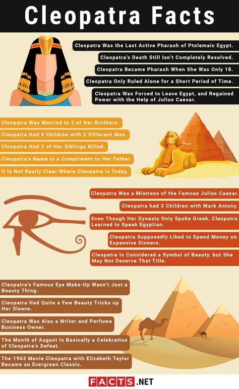 cleopatra facts infographics Cleopatra School Project, Facts About Cleopatra, Cleopatra Facts, Egypt Infographic, Ancient Egypt Facts, Facts About Egypt, Egyptian Facts, Cleopatra History, Egypt Facts