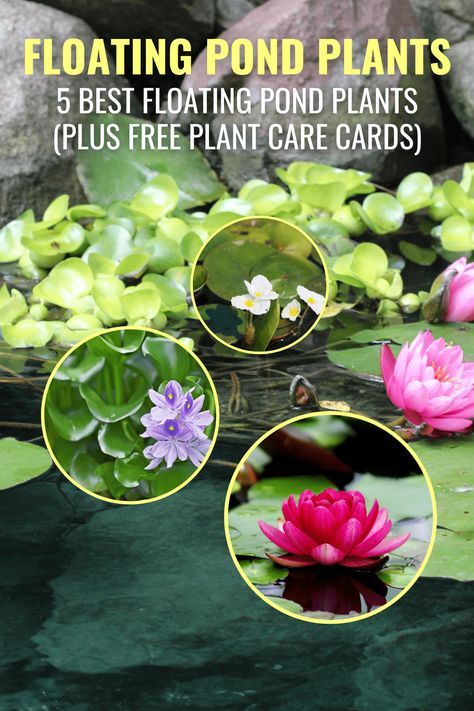 Diy Container Pond, Stock Tank Garden, Plant Care Cards, Water Plants For Ponds, Prince Harry Divorce, Build A Pond, Plants For Ponds, Small Garden Waterfalls, Small Backyard Ponds