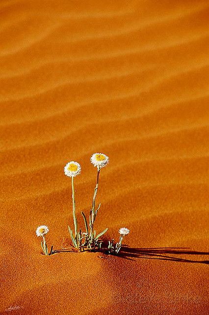 "Poached Egg" Daisies - Australia Deserts Of The World, Desert Life, Desert Flowers, Orange Aesthetic, Desert Plants, Desert Landscaping, The Sand, Amazing Nature, Mother Nature