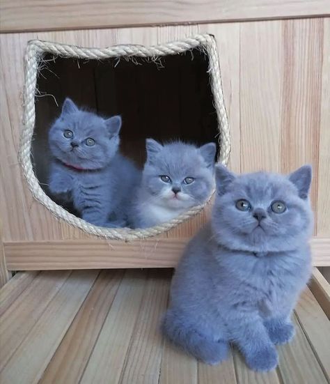 Cute Fluffy Cats For You’s Instagram photo: “Three musketeers🥰 🐱Follow @flossycats 🐱Follow @flossycats Credits: @blumiawpt All credits belong to the owner❤️ #britishshorthair…” Blue British Shorthair, Kittens For Sale Near Me, Cat British Shorthair, Most Popular Cat Breeds, Popular Cat Breeds, Getting A Kitten, British Shorthair Kittens, Calming Cat, British Short Hair