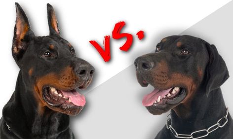 Doberman Ear Cropping Pros & Cons: Should You Do It? - Doberman Planet Doberman Pinscher Without Cropped Ears, Blue Doberman Pinscher, Floppy Ear Doberman, Doberman Uncut Ears, Fawn Doberman Pinscher, Doberman Ears Natural, Doberman Normal Ears, Doberman Tail, Cute Doberman Puppies