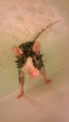 A Rat, Water, Funny