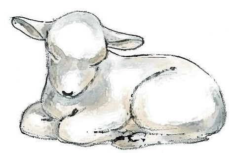 Drawings Of Lambs, Baby Lamb Art, Sheep Laying Down Drawing, Drawing Of A Lamb, Lamb Tattoo Cute, Pictures Of Lambs, Sleeping Lamb Drawing, How To Draw Lamb, Sleeping Lamb Tattoo