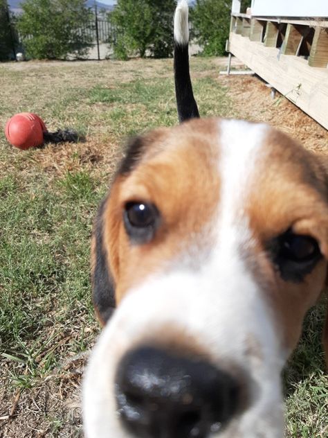 Dog Sniffing Camera, Dog Close To Camera, Dog Looking Down At Camera, Dog Sniffing, Dog Running Towards Camera, Dog Raised Eyebrow Meme, Cavalier King Charles Spaniel, Cavalier King Charles, King Charles