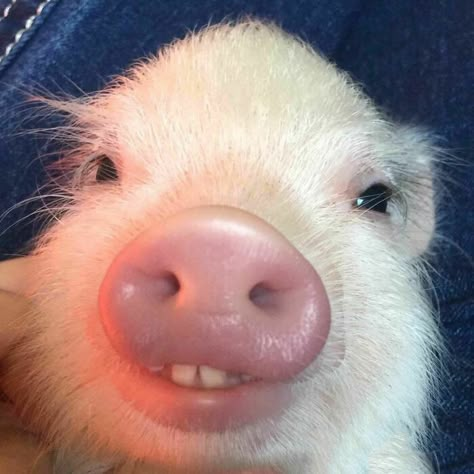 This Piglet With Buck Tooth Silly Animal Pictures, Cute Piglets, Cute Animals Puppies, Funny Animal Photos, Baby Pigs, Pretty Animals, Cute Animals Images, Cute Pigs