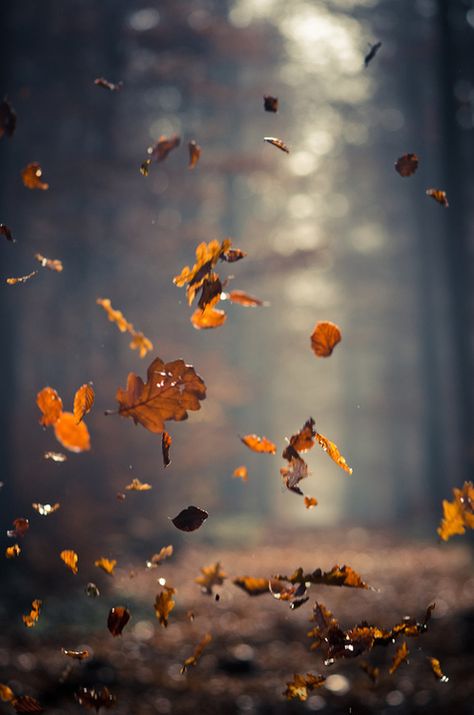 L'autunno è arrivato :( 숲 사진, Leaves Falling, Wallpaper Tumblr, Foto Tips, Autumn Beauty, Best Seasons, Samhain, 인물 사진, Autumn Photography