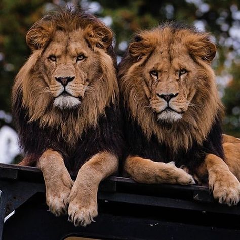 lions on Instagram: “#brothers . . . . . . . . . . . . Follow @lionsworld2 Follow @lionsworld2 Follow @lionsworld2 Follow @lionsworld2 Follow @lionsworld2…” Me And My Brother Pictures, 2 Lions, Brothers Pictures, Lion Photos, Lion Photo, 2 Lion Photo, Two Lions Wallpaper, Loin Photo, Lion Pet