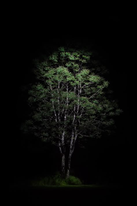 Tree In Night, Black And Green Wallpaper, Depth Effect Wallpaper, Lighting Mood, Red Background Images, Nature Iphone Wallpaper, Amoled Wallpapers, Film Photography Tips, Japanese Drawings