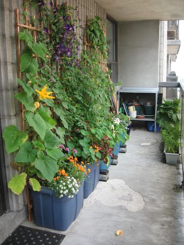 Grow Zucchini, Apartment Patio Gardens, Urban Garden Design, Apartment Balcony Garden, Small Balcony Garden, Small Patio Garden, Garden Wallpaper, Apartment Patio, Patio Plants